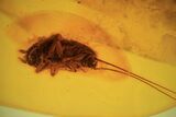 mm Fossil Cockroach (Blattoidea) In Baltic Amber - Rare! #123396-2